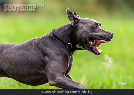 
                American Pit Bull Terrier                   