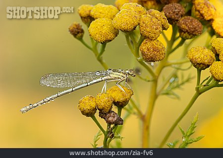 
                Blaue Federlibelle                   