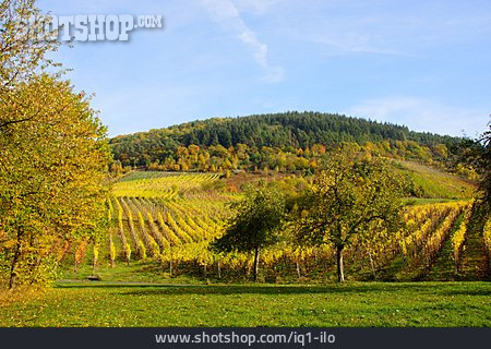 
                Herbstfärbung, Weinlandschaft                   