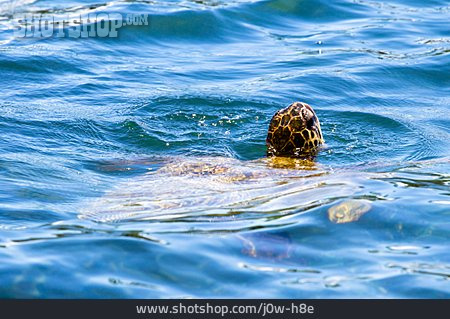 
                Grüne Meeresschildkröte                   