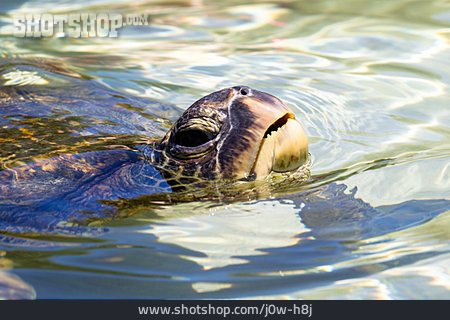 
                Grüne Meeresschildkröte                   
