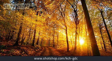 
                Sonnenstrahlen, Herbstwald, Herbstlich                   
