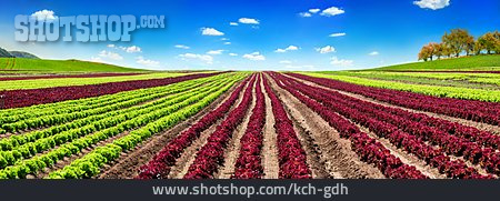 
                Landwirtschaft, Kopfsalat, Salatanbau                   
