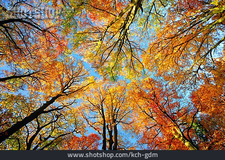 
                Herbstwald, Herbstlich, Baumkrone                   