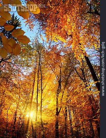 
                Herbstwald, Herbstlich, Herbstfarben                   