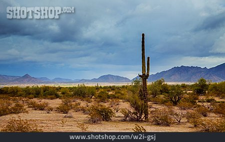 
                Sonora-wüste                   