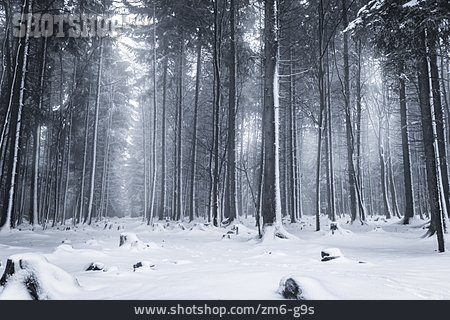 
                Wald, Winter, Nadelbäume, Schnee                   