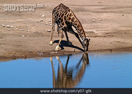 
                Trinken, Giraffe, Wasserloch                   
