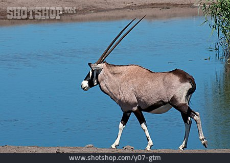 
                Oryx                   