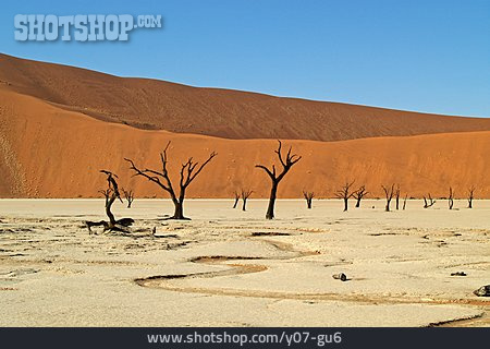 
                Namibwüste, Dead Vlei                   