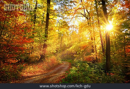 
                Weg, Wald, Sonnenstrahlen, Herbstfarben                   