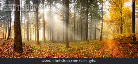 
                Sonnenstrahlen, Herbstlaub, Herbstwald                   