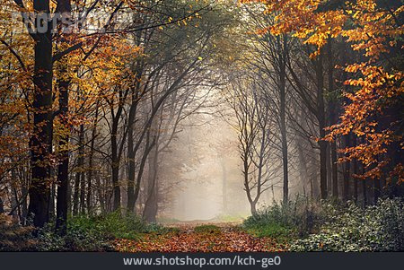 
                Waldweg, Herbstwald, Herbstnebel                   