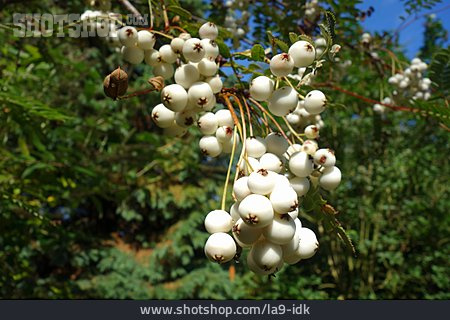 
                Beeren, Sorbus Fruticosa                   