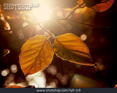 
                Sonnenlicht, Herbstblatt, Goldener Herbst                   