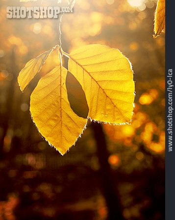 
                Herbstlaub, Herbstblatt, Goldener Herbst                   