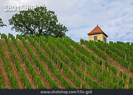 
                Weinbau, Weinberg, Weinreben                   