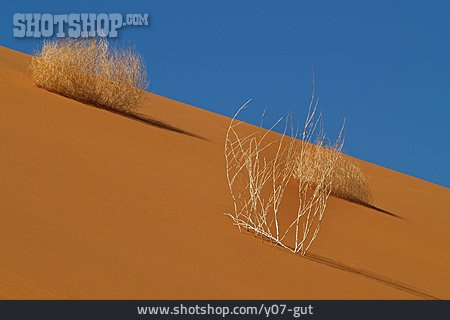 
                Wüste, Grasbüschel                   