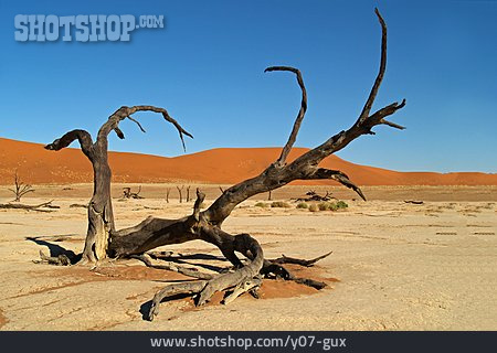 
                Totholz, Namibwüste, Deadvlei                   