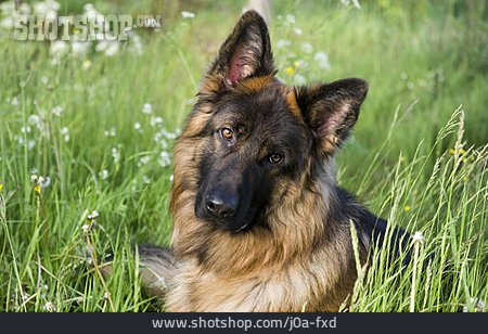 
                Hundeblick, Deutscher Schäferhund                   