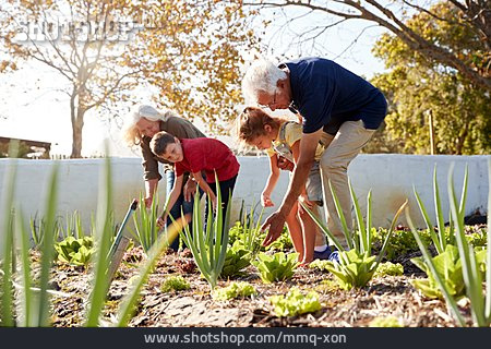 
                Grandson, Grandparent, Vegetable Garden                   
