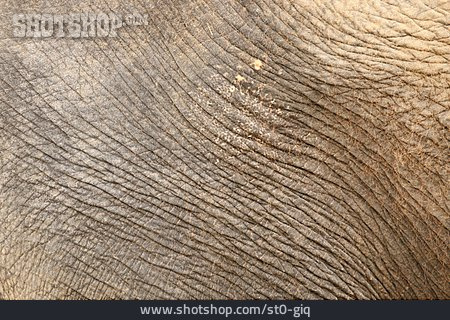 
                Elefantenhaut                   