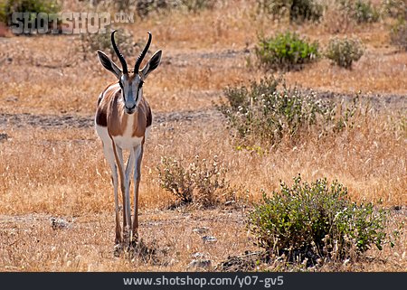 
                Springbock                   