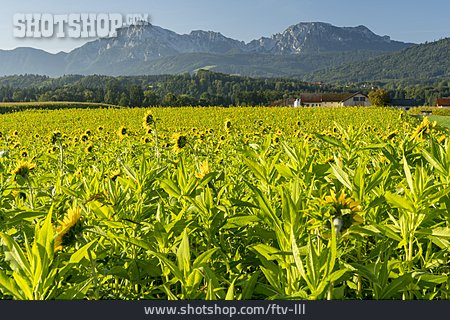 
                Sonnenblumenfeld, Berchtesgadener Land                   