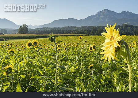 
                Sonnenblumenfeld, Berchtesgadener Land                   