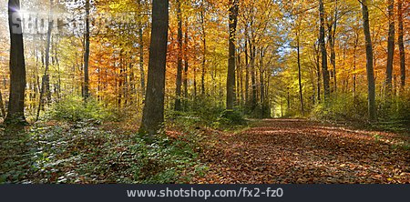 
                Waldweg, Herbstwald                   