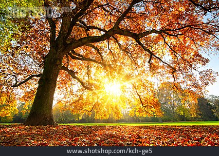 
                Autumn, Sunbeams, Tree                   