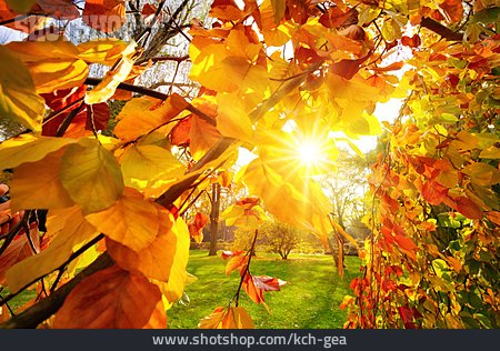 
                Herbstlaub, Herbstblätter, Herbstfärbung                   