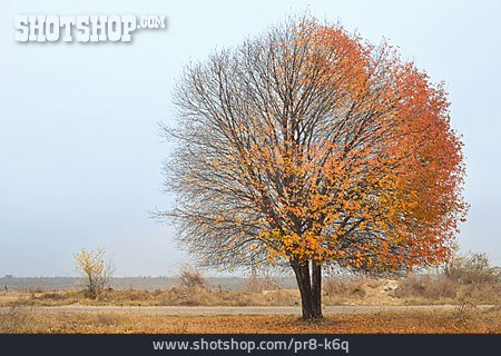 
                Herbst, Kirschbaum                   