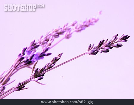 
                Lavendel, Lavendelblüte                   