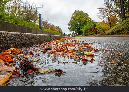 
                Herbstlaub, Straße                   