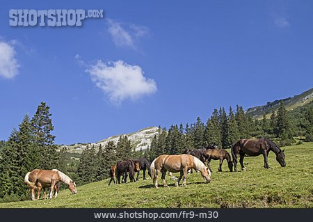 
                Pferde, Bergwiese                   