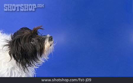 
                Parson Russell Terrier                   