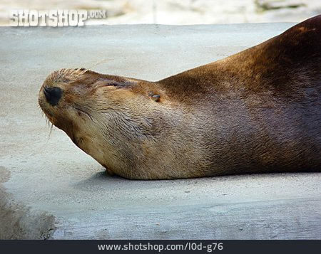 
                Seal                   