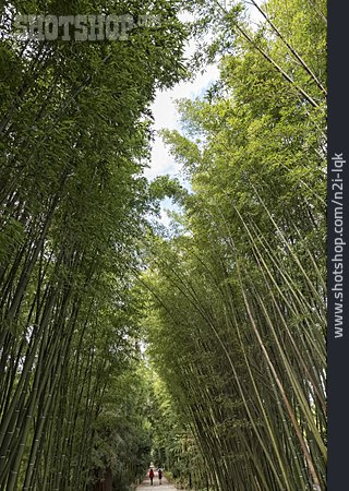 
                Bambuswald                   