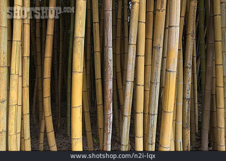 
                Bambusrohr                   
