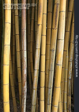 
                Bambusrohr                   