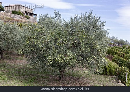 
                Olivenbaum                   