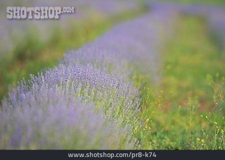 
                Lavendel, Lavendelblüte                   