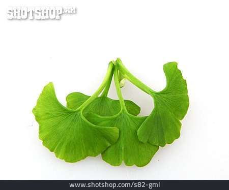 
                Ginkgo Leaf                   