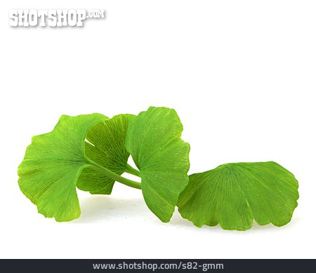 
                Ginkgo Leaf                   