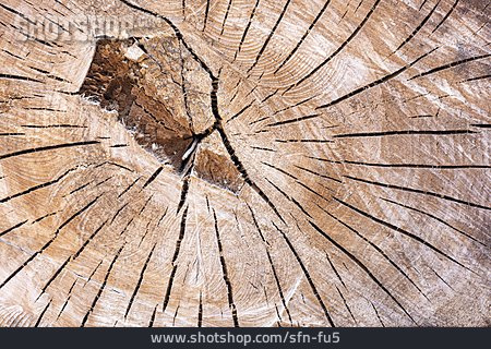 
                Baumstamm, Holzstruktur, Jahresringe                   