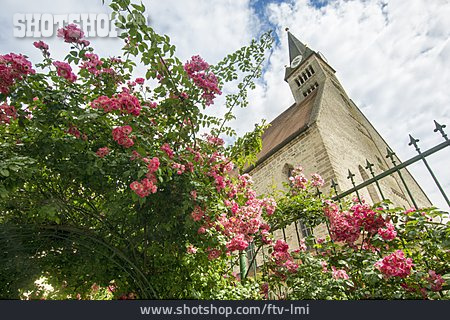 
                Stiftskirche, Strauchrose                   