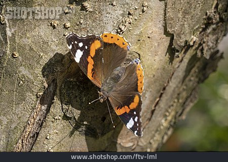 
                Butterfly, Red Admiral Butterfly                   