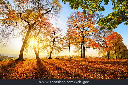
                Herbst, Herbstwald, Herbstsonne                   