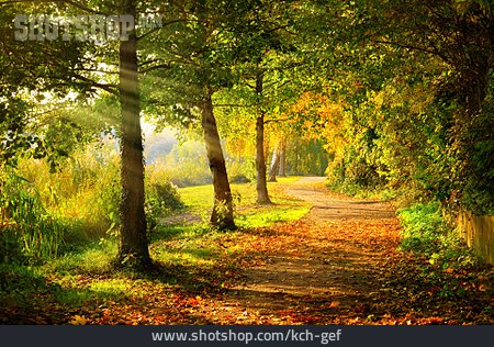 
                Waldweg, Herbstsonne                   